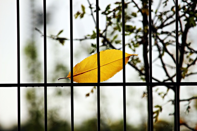 Doppelstabmattenzaun vor einem Garten